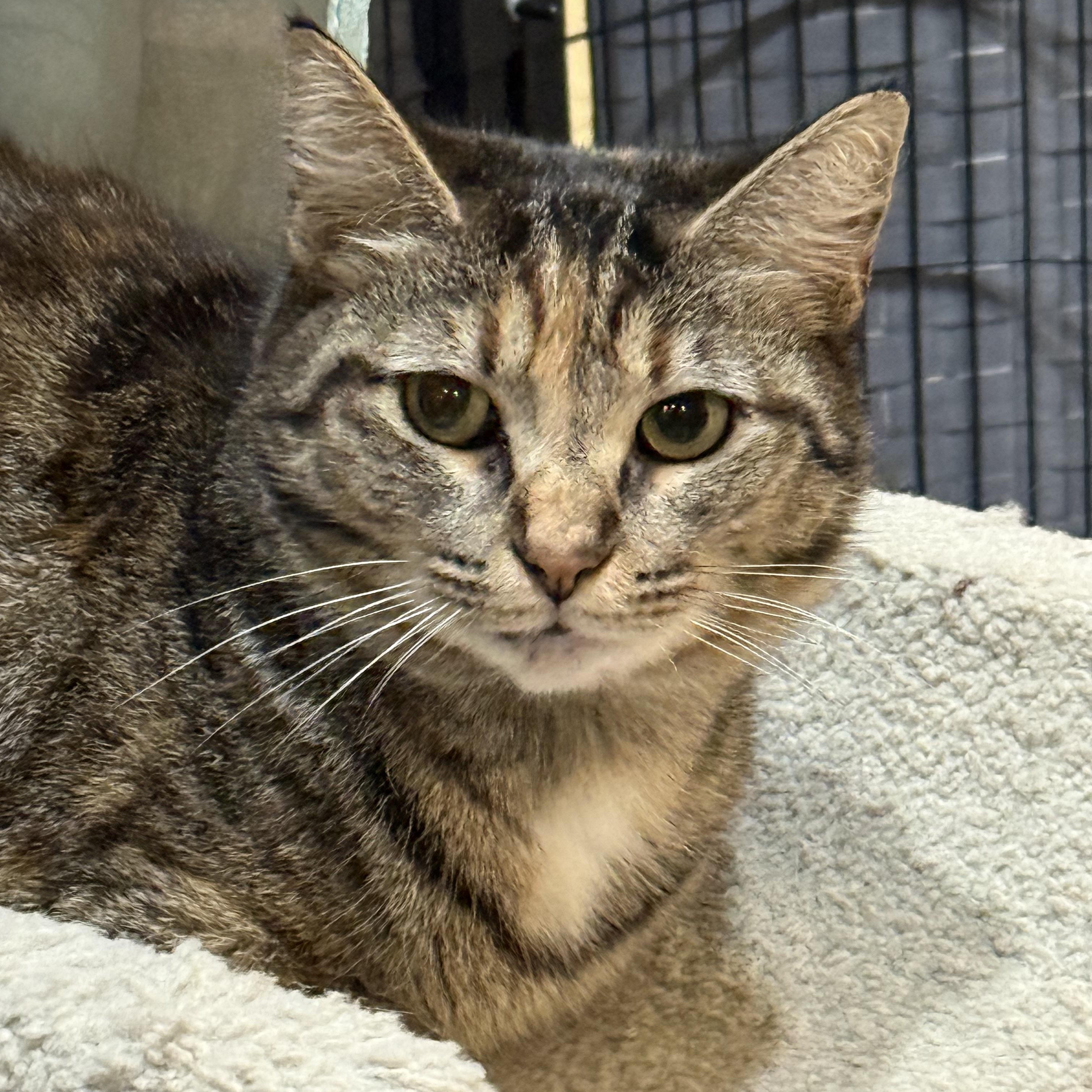 Cypress, ADOPTABLE, Adult Female Tabby.