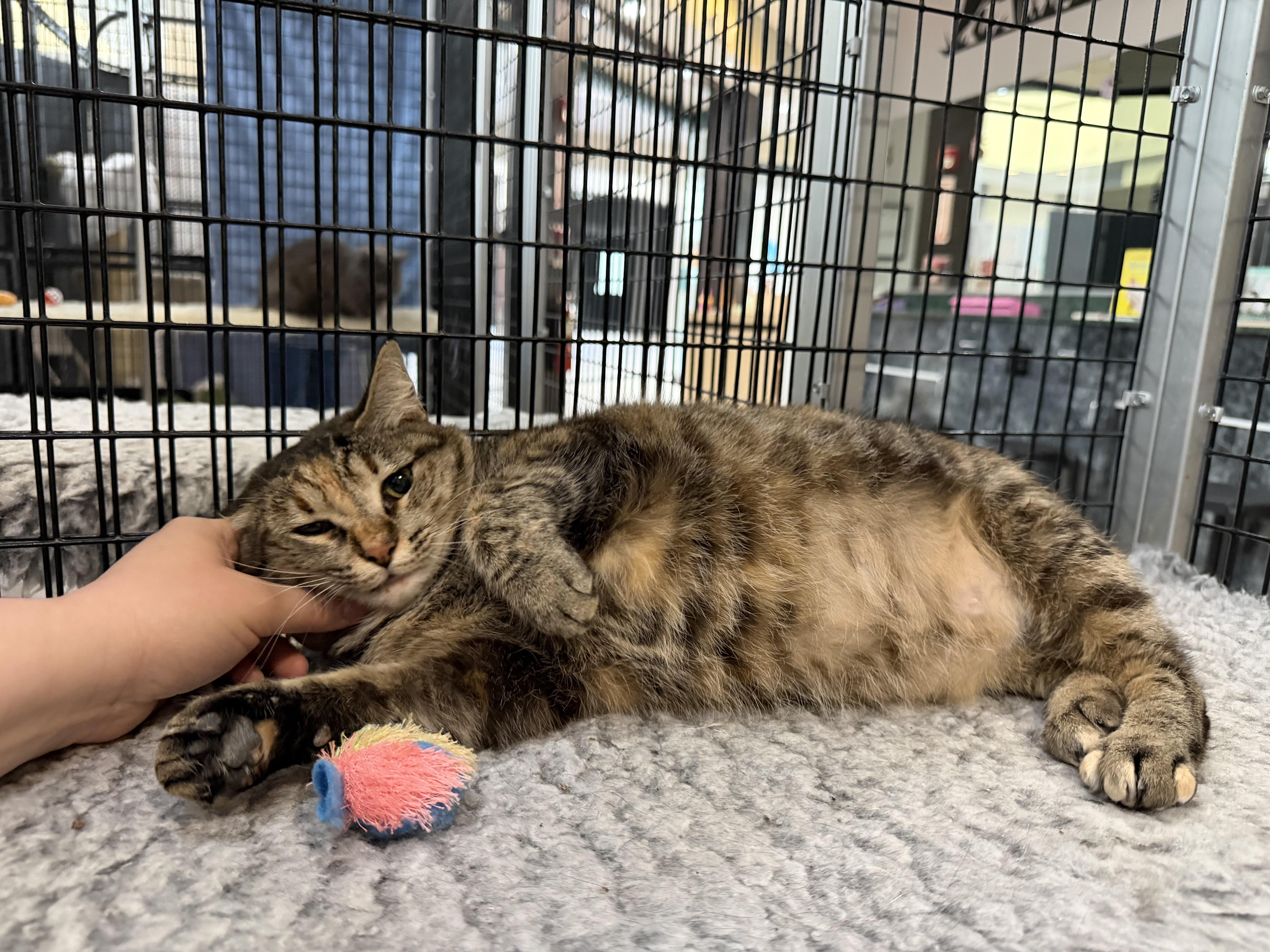 Enlarge Cypress, an adopted Tabby in Plymouth, MA image 4/5