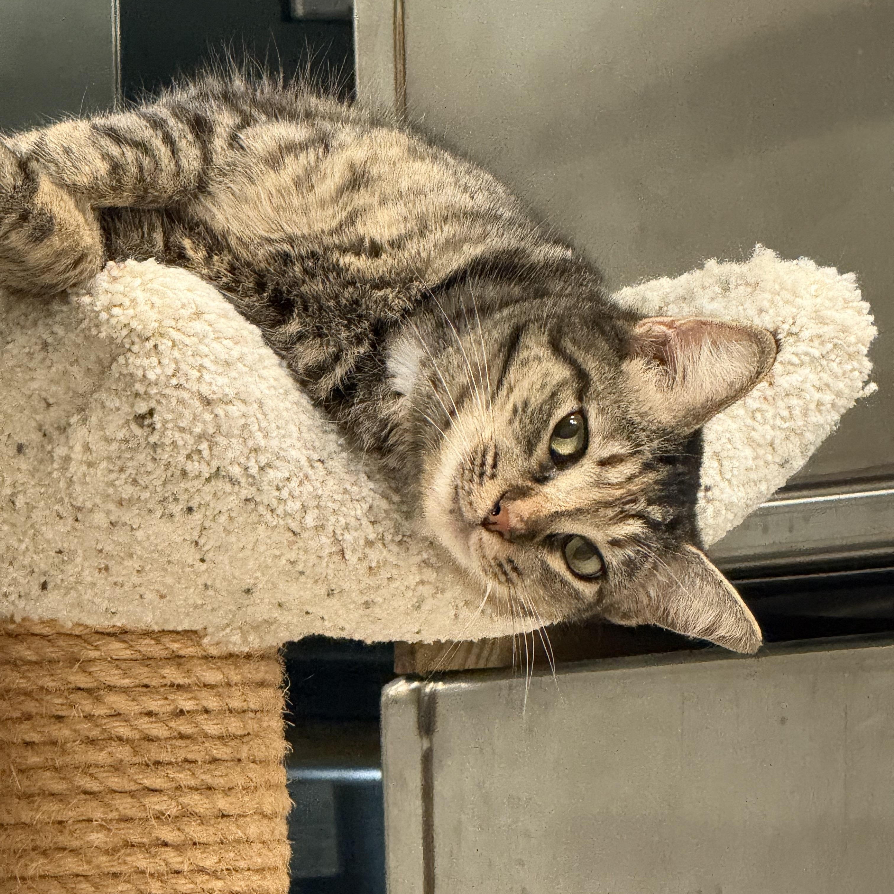 Enlarge Cypress, a ADOPTABLE Tabby in Plymouth, MA image 3/4
