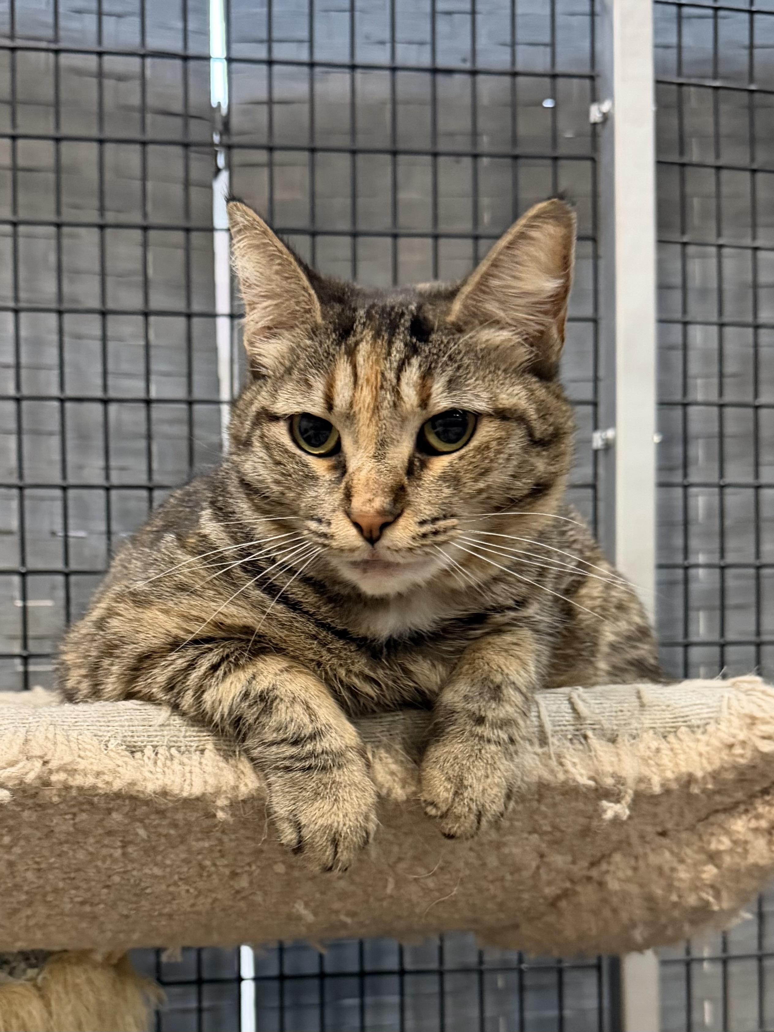 Enlarge Cypress, a ADOPTABLE Tabby in Plymouth, MA image 1/4