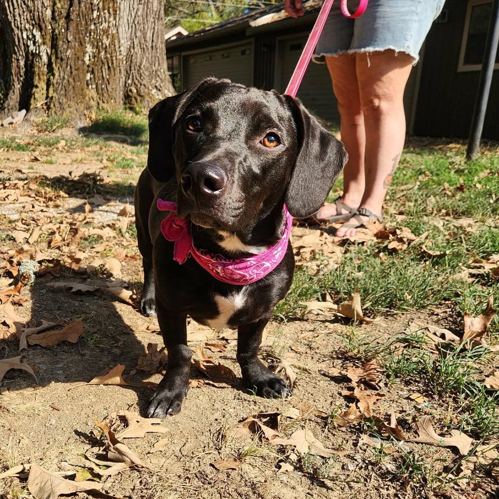 Enlarge Meadow, a Adoptable mixed breed in Hackett, AR image 1/6