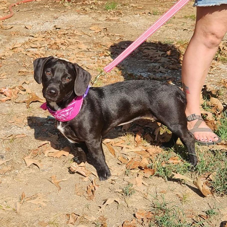 Enlarge Meadow, a Adoptable mixed breed in Hackett, AR image 2/6