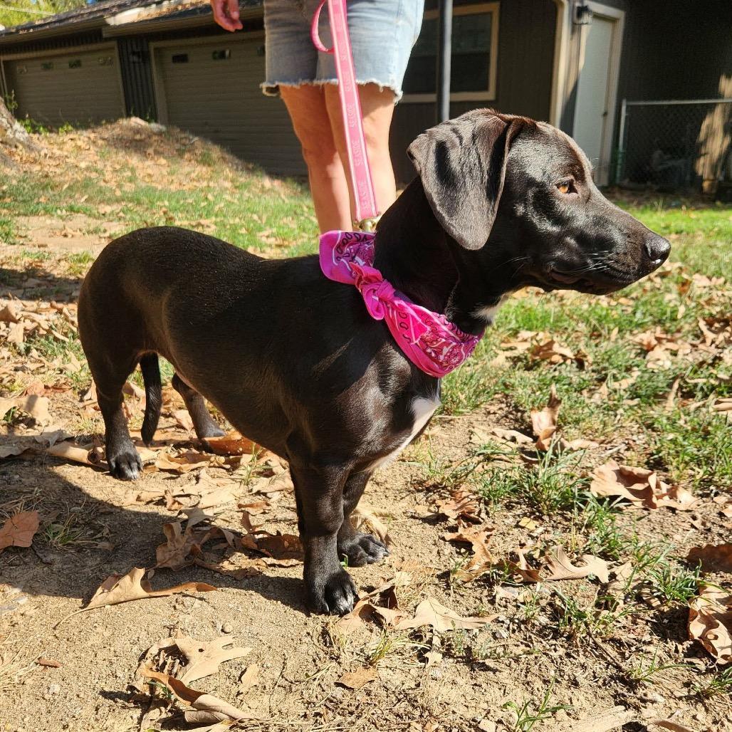 Enlarge Meadow, a Adoptable mixed breed in Hackett, AR image 3/6