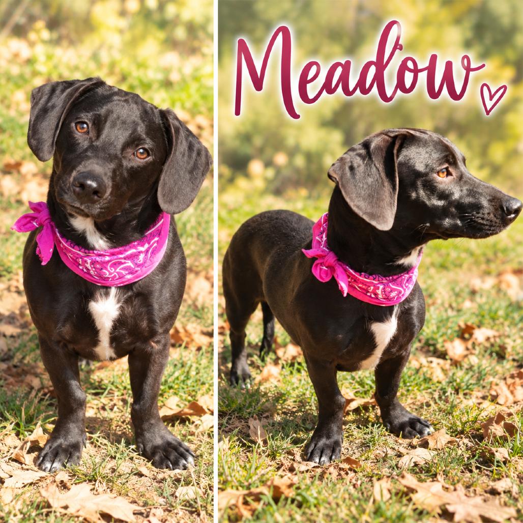 Enlarge Meadow, a Adoptable mixed breed in Hackett, AR image 4/6
