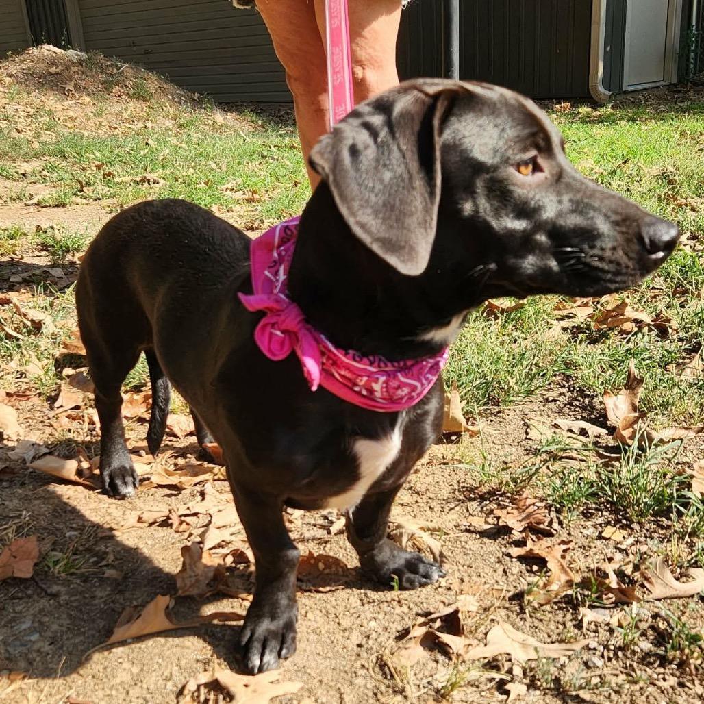 Enlarge Meadow, a Adoptable mixed breed in Hackett, AR image 5/6