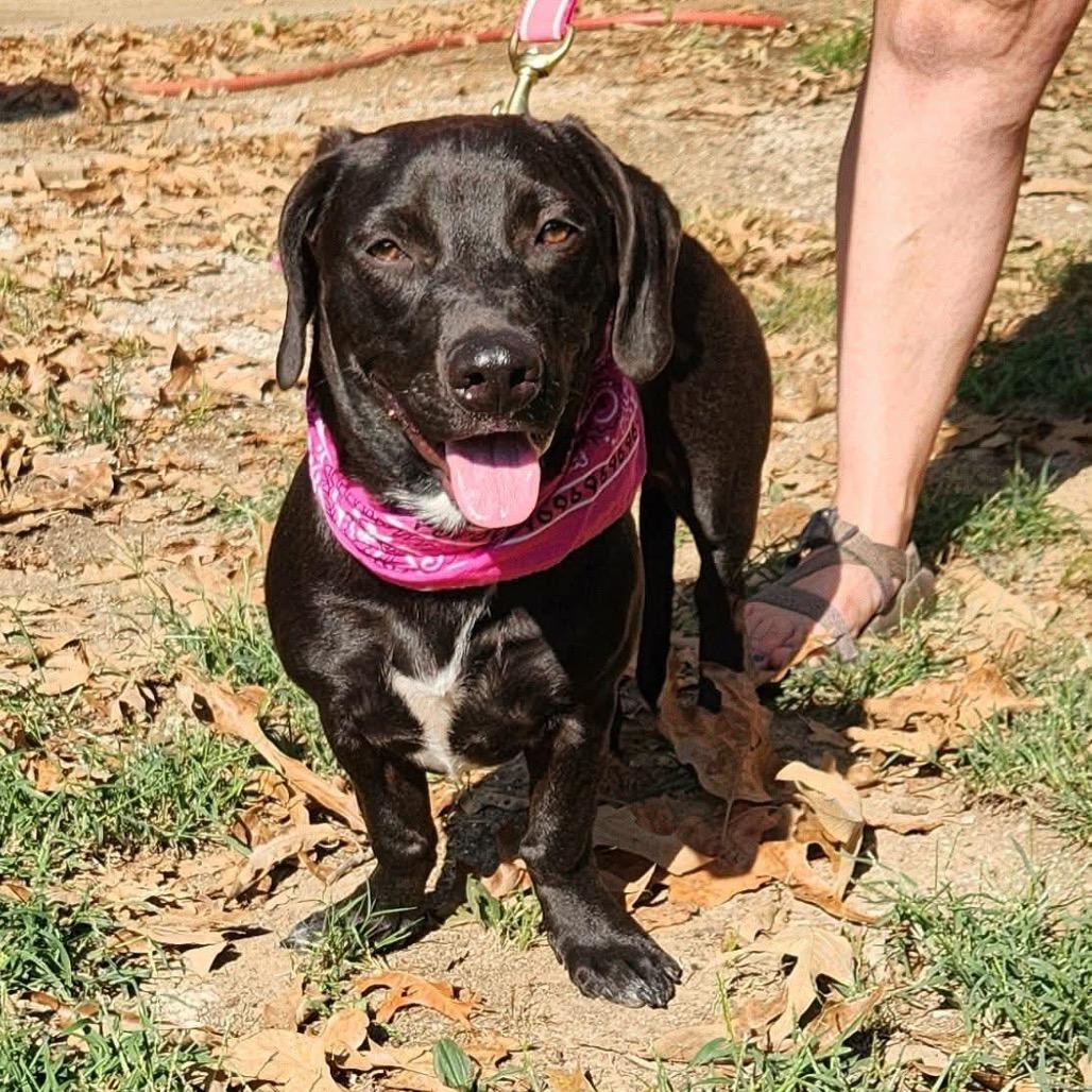 Enlarge Meadow, a Adoptable mixed breed in Hackett, AR image 6/6