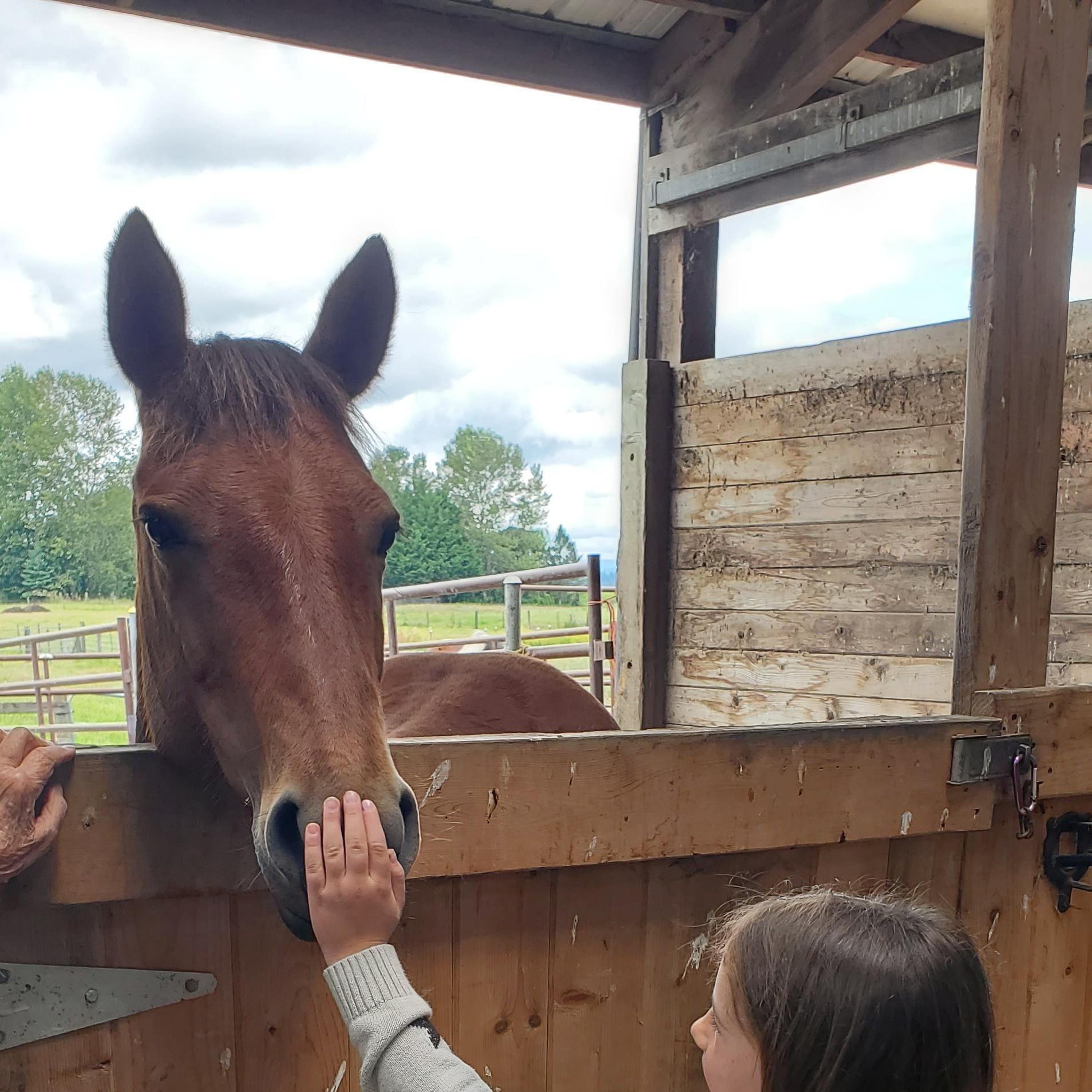 Enlarge Nevada, a Adopted Mustang in Mount Vernon, WA image 2/6