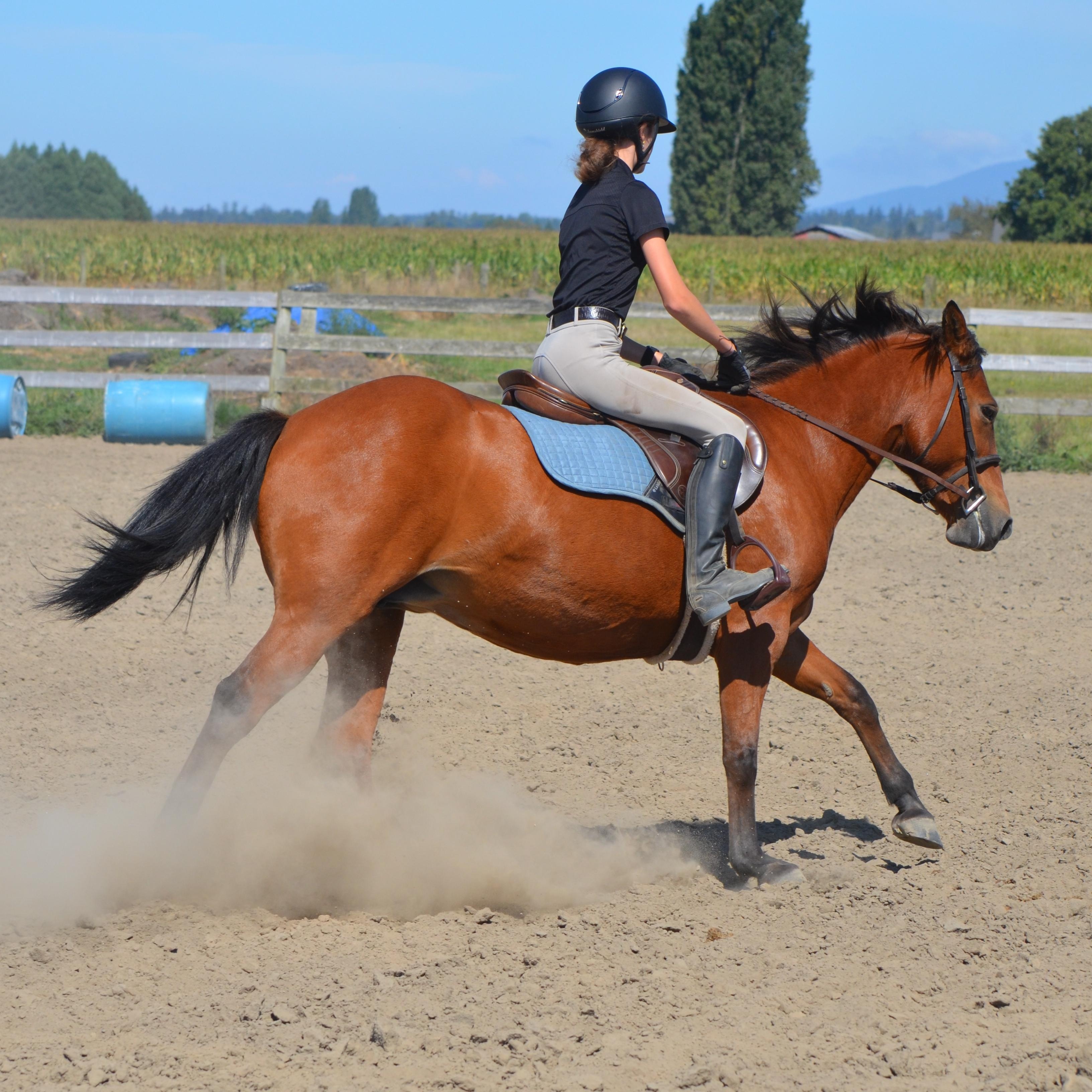 Enlarge Nevada, a Adopted Mustang in Mount Vernon, WA image 4/6