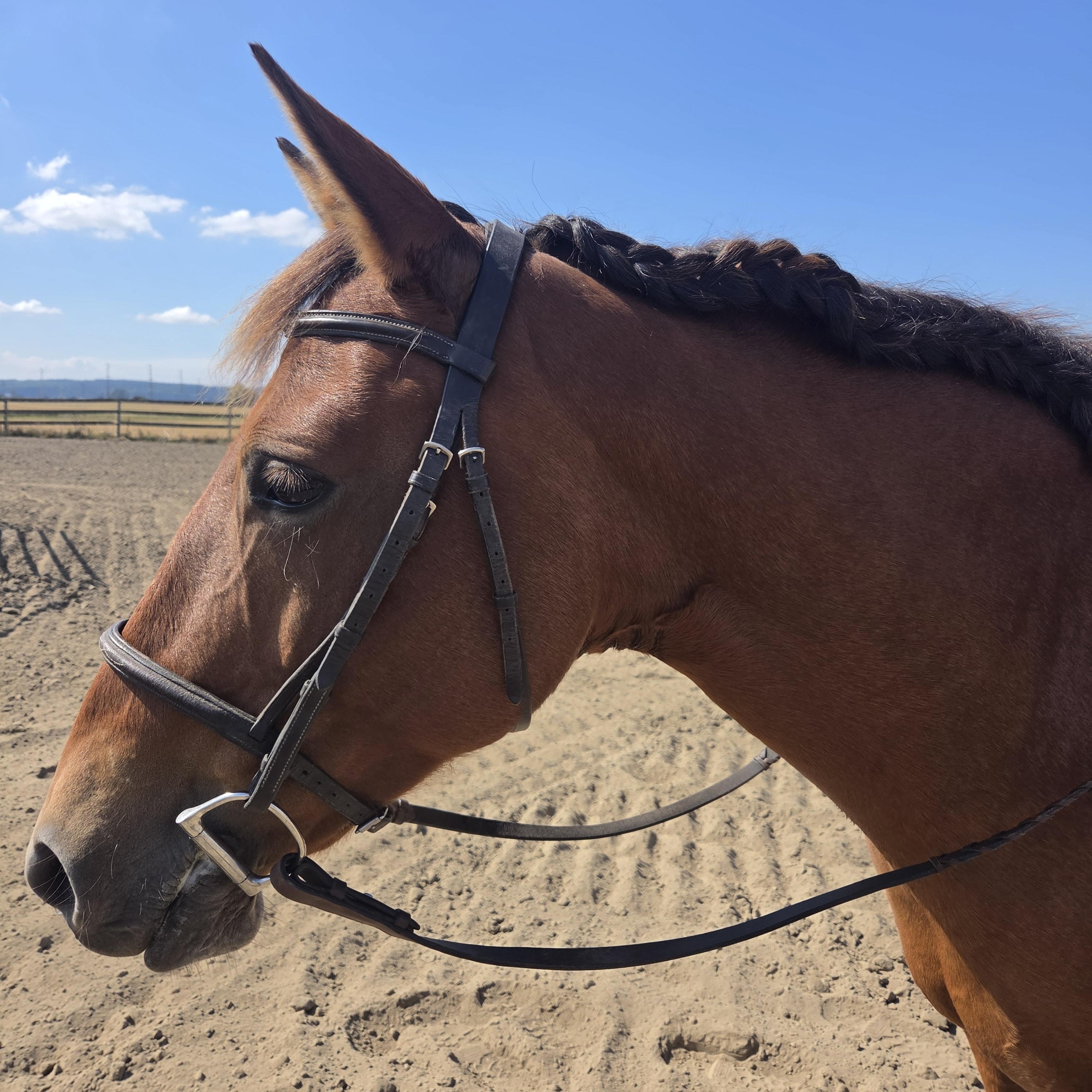 Nevada, Adopted, Adult Female Mustang.
