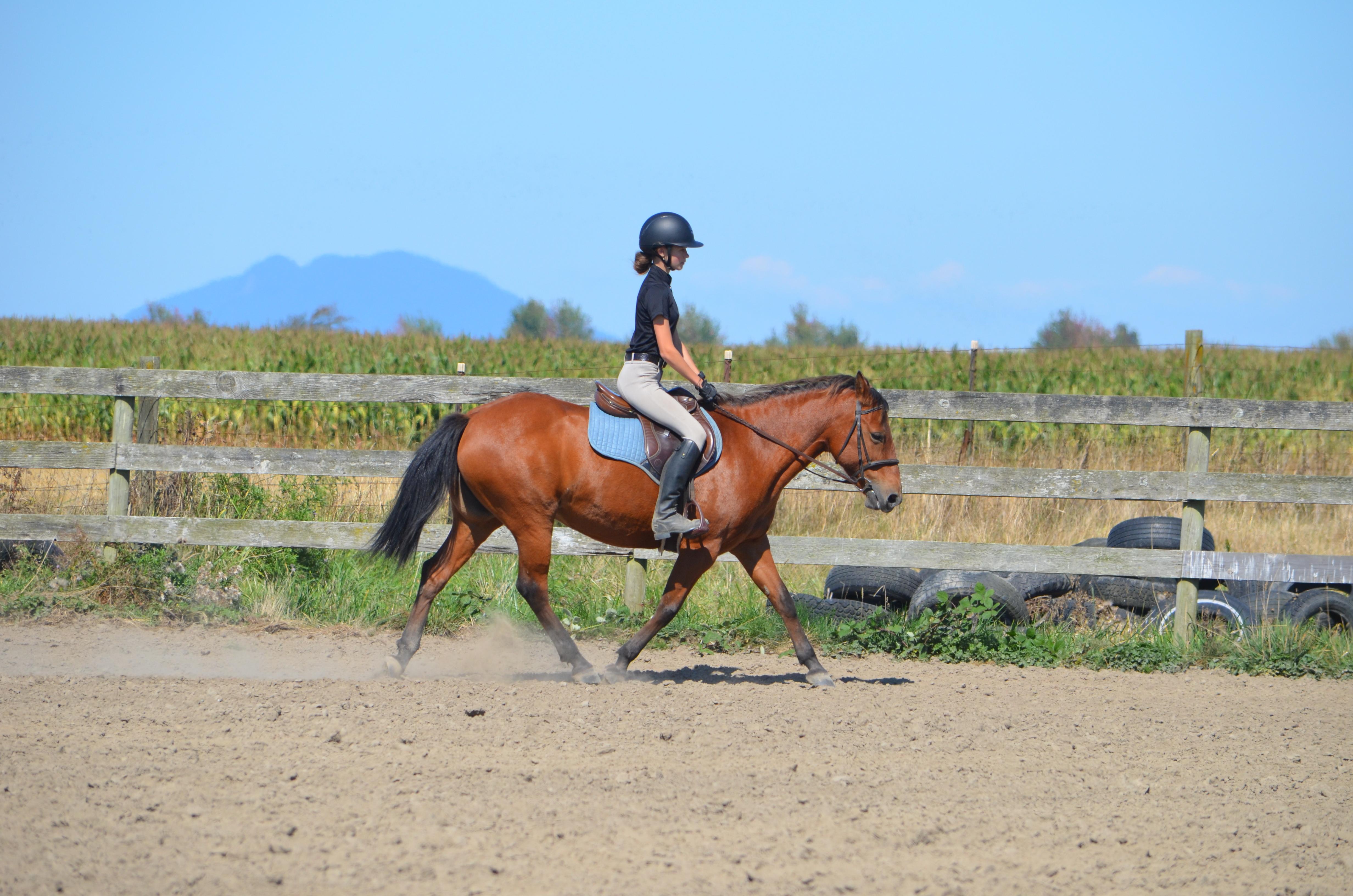 Enlarge Nevada, a Adopted Mustang in Mount Vernon, WA image 3/6