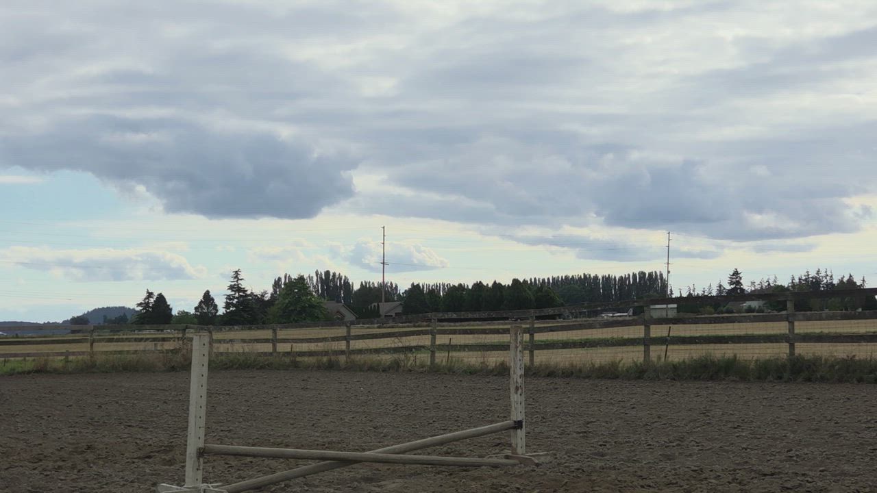 Enlarge Nevada, a Adopted Mustang in Mount Vernon, WA video 6/6
