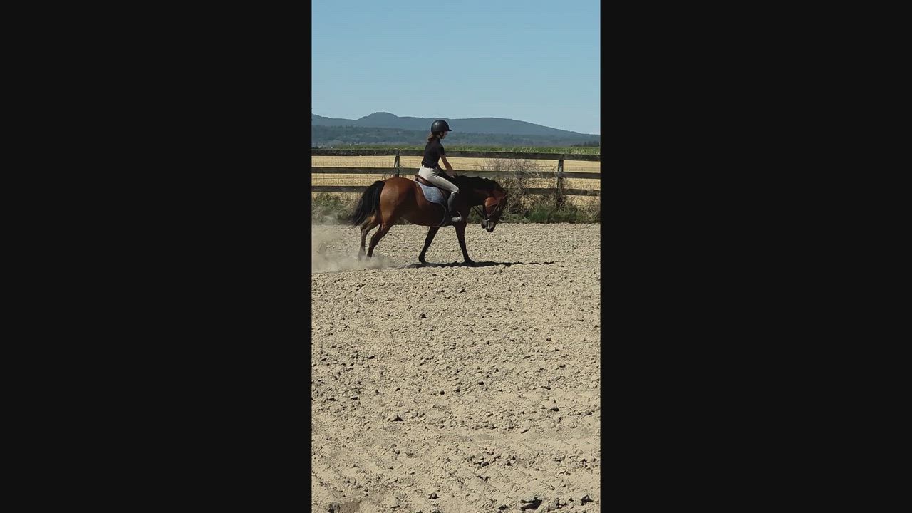 Enlarge Nevada, a Adopted Mustang in Mount Vernon, WA video 5/6
