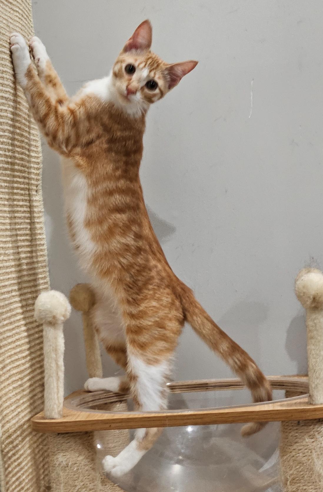 Enlarge Whiskey, a Adoptable Domestic Short Hair in Pawleys Island, SC image 1/1