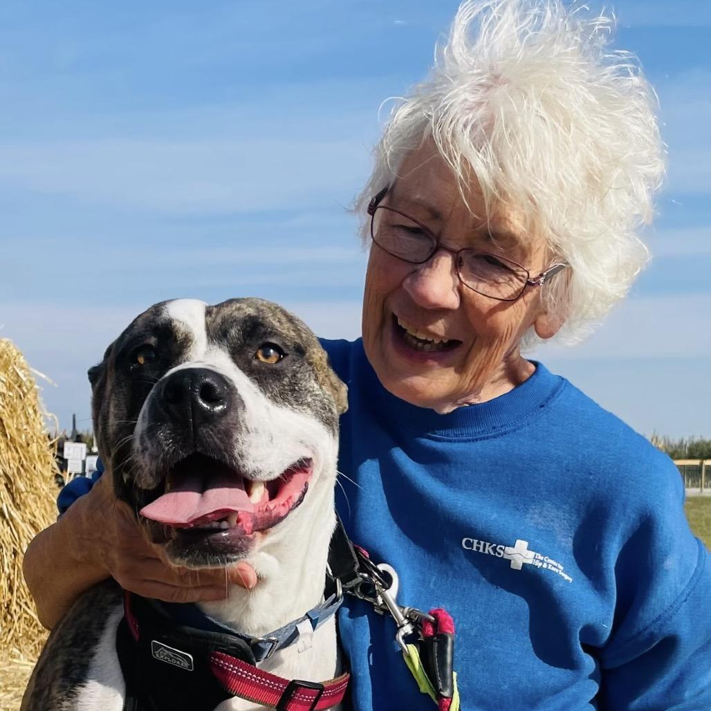 Hobbes, Adoptable, Adult Male English Bulldog & American Bulldog.