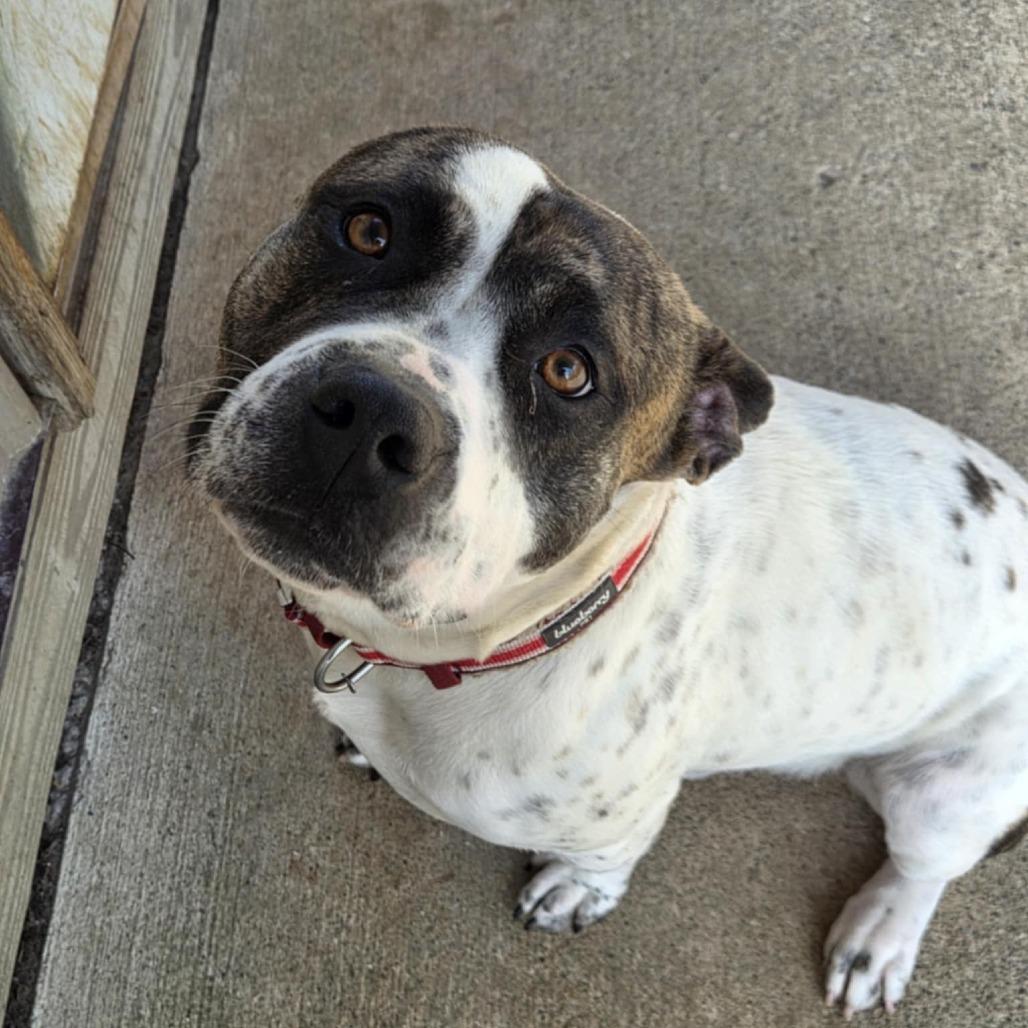 Enlarge Hobbes, a Adoptable mixed breed in Mooresville, IN image 2/5