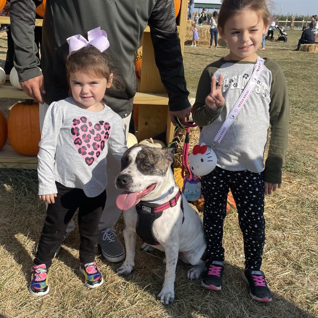 Enlarge Hobbes, a Adoptable mixed breed in Mooresville, IN image 3/5