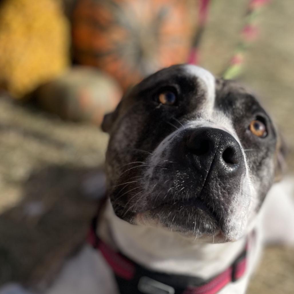 Enlarge Hobbes, a Adoptable mixed breed in Mooresville, IN image 4/5