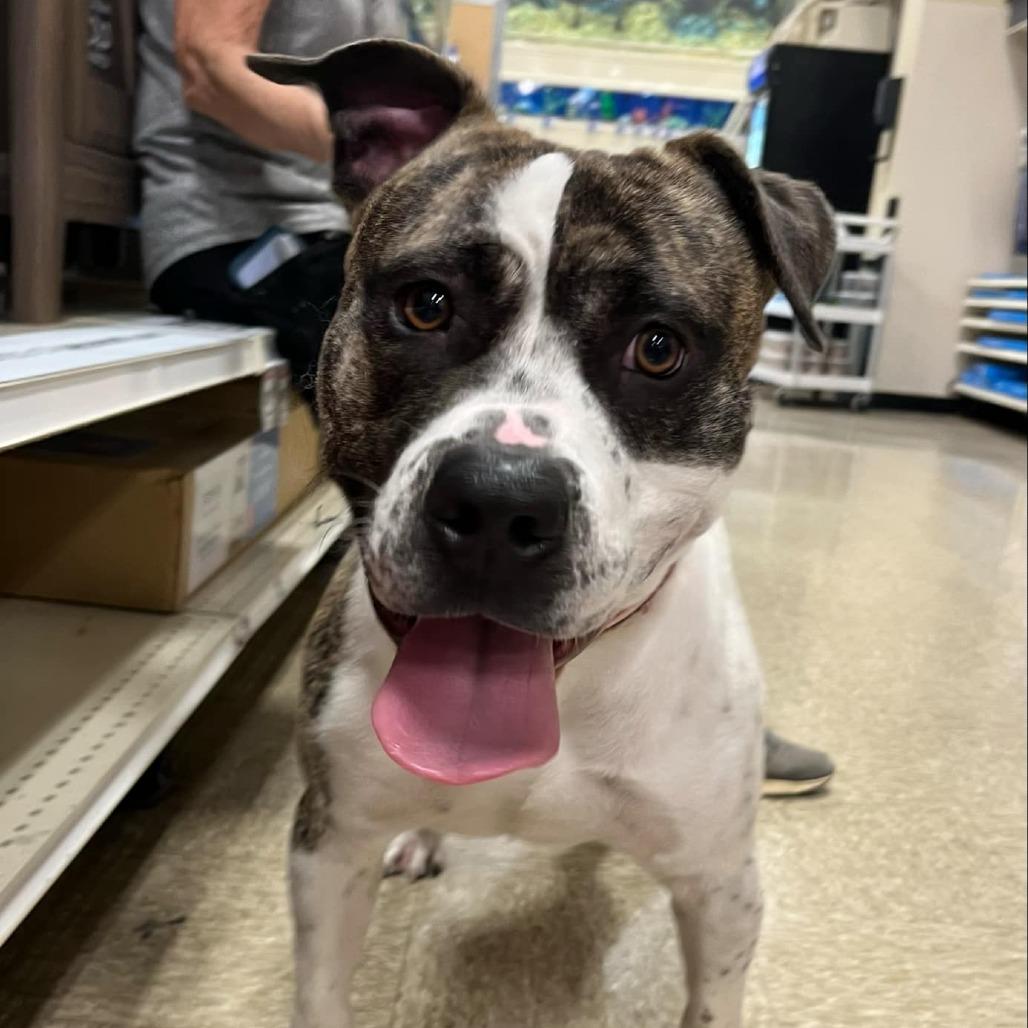 Enlarge Hobbes, a Adoptable mixed breed in Mooresville, IN image 5/6