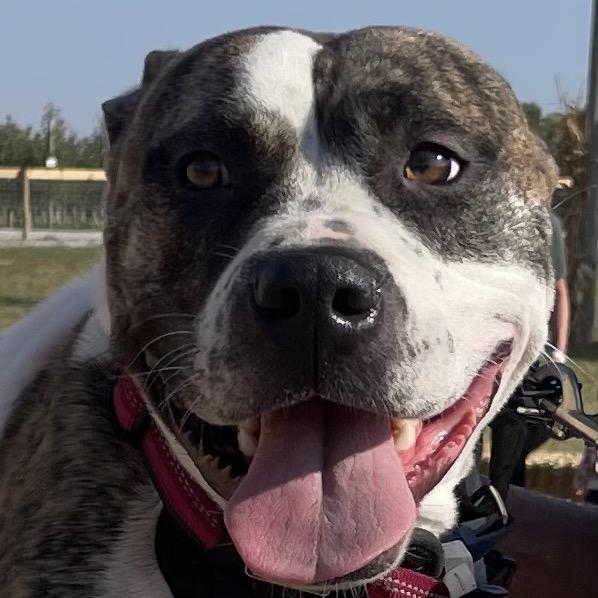 Enlarge Hobbes, a Adoptable mixed breed in Mooresville, IN image 5/5