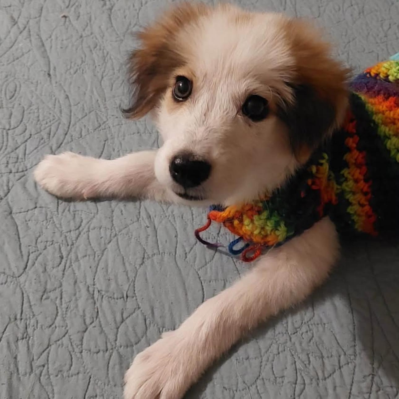 Enlarge Gaston, a Adoptable mixed breed in Covington, TN image 2/3