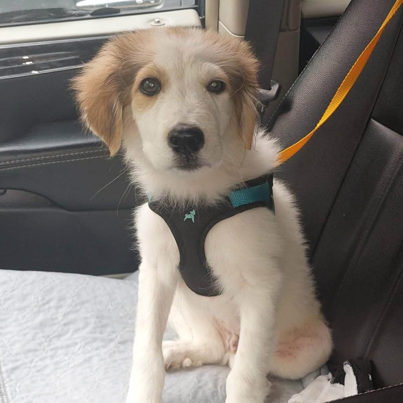 Gaston, Adoptable, Young Male Great Pyrenees.