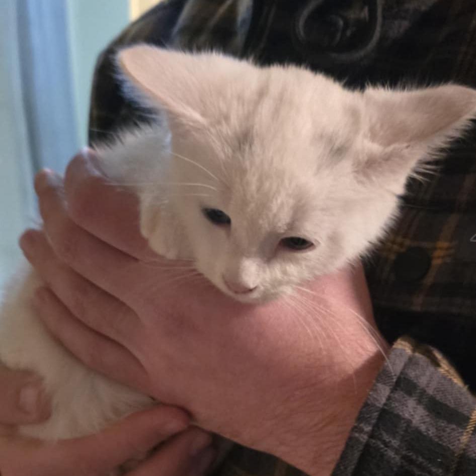 Wyatt, Adoptable, Kitten Male Domestic Short Hair.