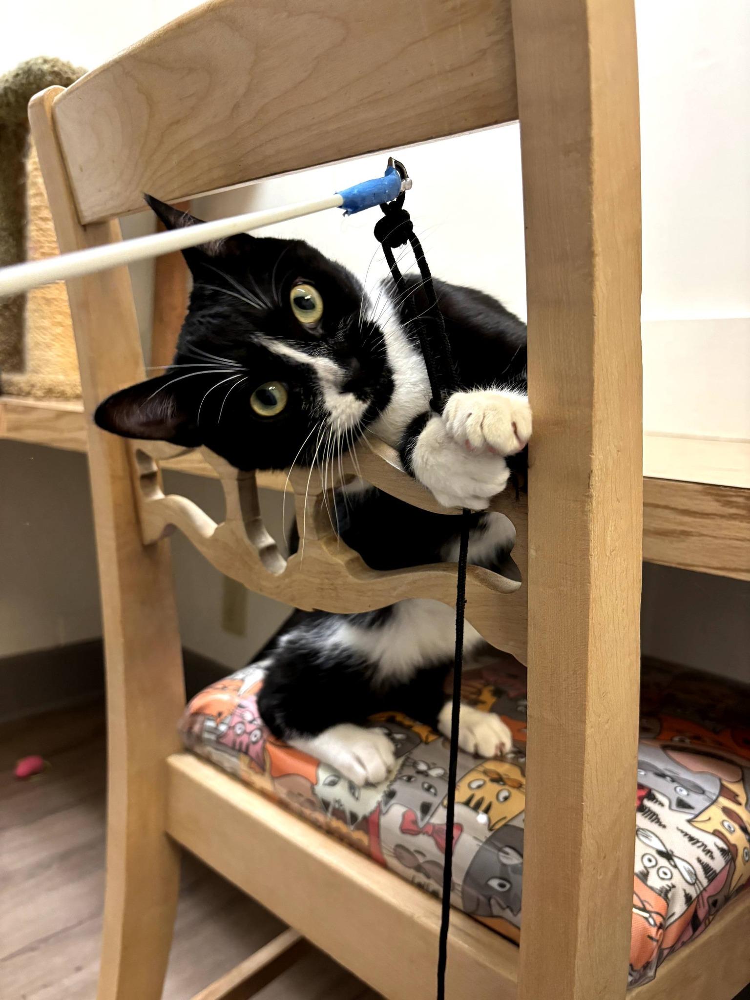 Enlarge Disney25, a ADOPTABLE Domestic Short Hair in Milwaukee, WI image 3/5