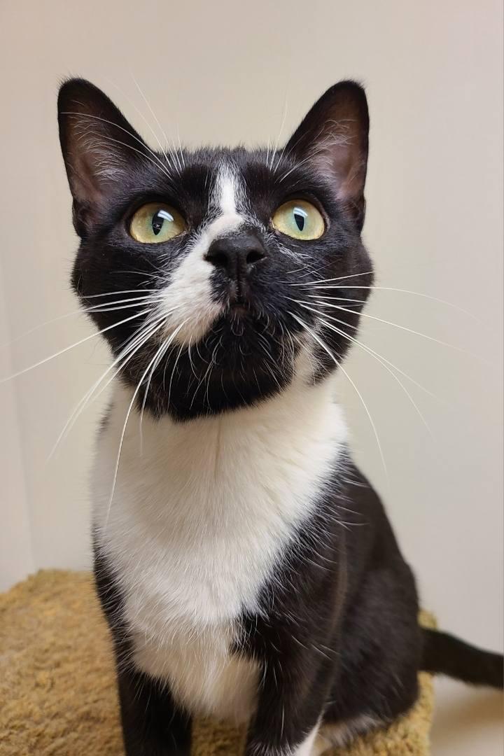 Enlarge Disney25, a ADOPTABLE Domestic Short Hair in Milwaukee, WI image 5/5