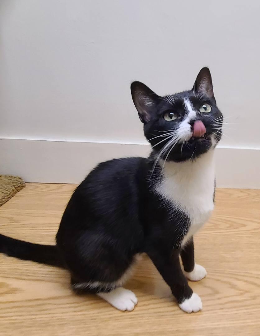Enlarge Disney25, a ADOPTABLE Domestic Short Hair in Milwaukee, WI image 4/5