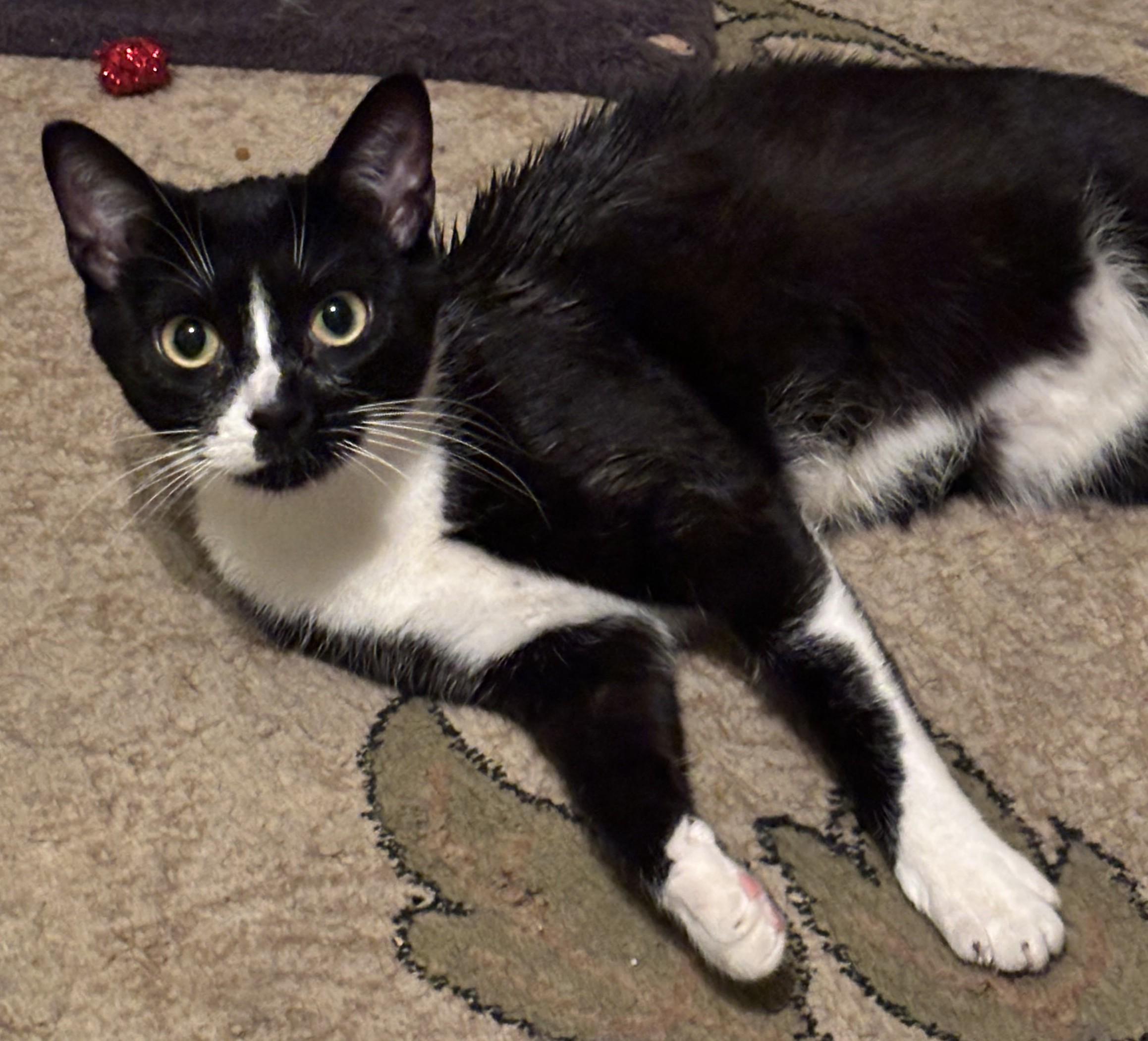 Disney25, ADOPTABLE, Adult Female Domestic Short Hair.