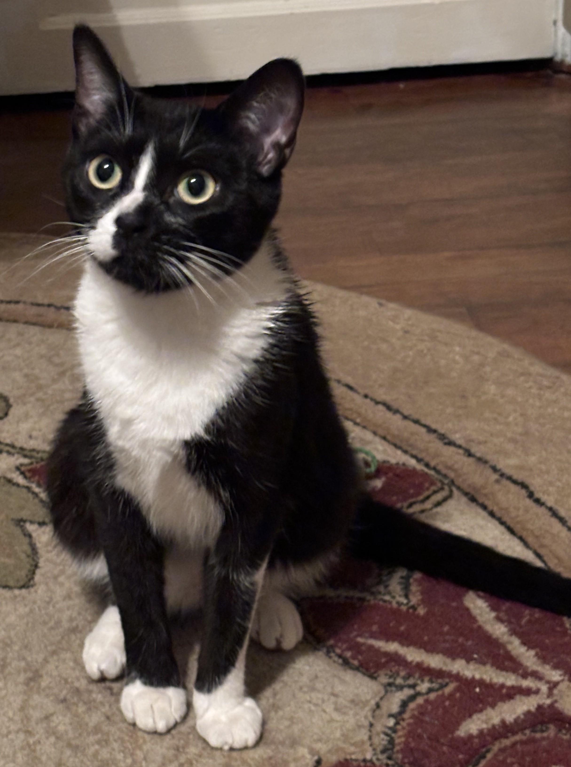 Enlarge Disney25, a ADOPTABLE Domestic Short Hair in Milwaukee, WI image 2/5
