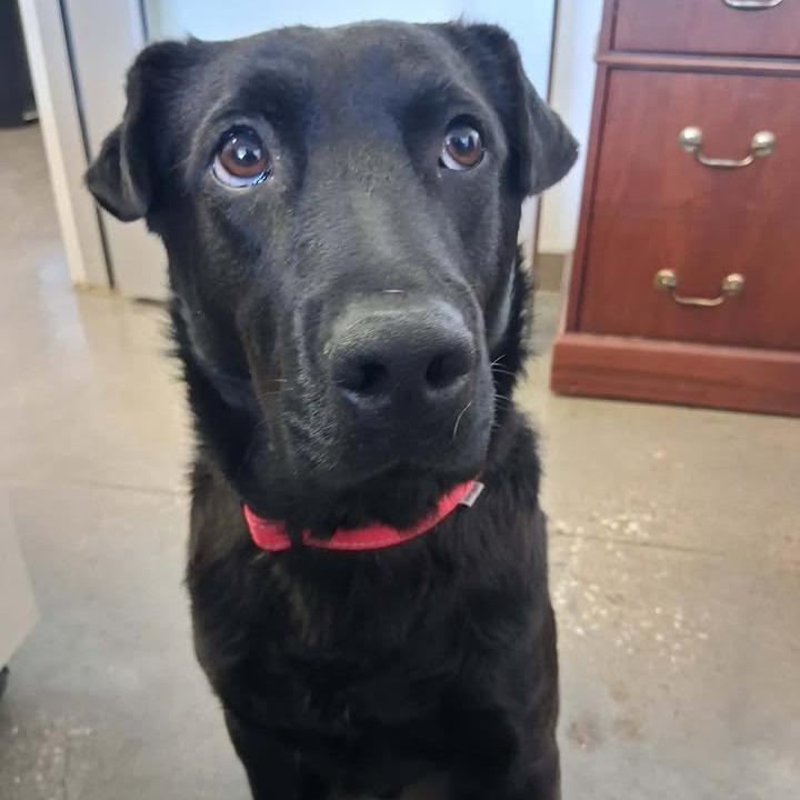 Journey, Adoptable, Young Male Black Labrador Retriever.