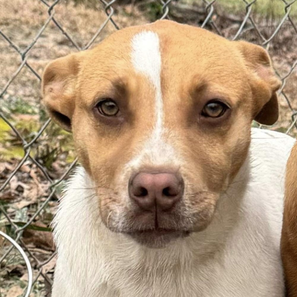 Diamond, an adoptable Pit Bull Terrier in Camden, AL, 36726 | Photo Image 1