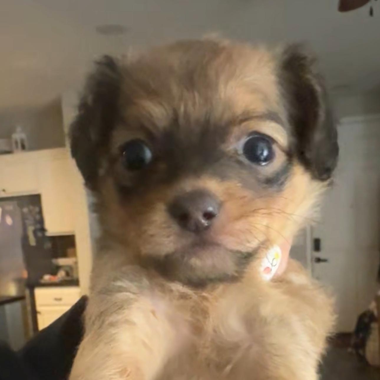 Juniper, adopted, Puppy Female Terrier.