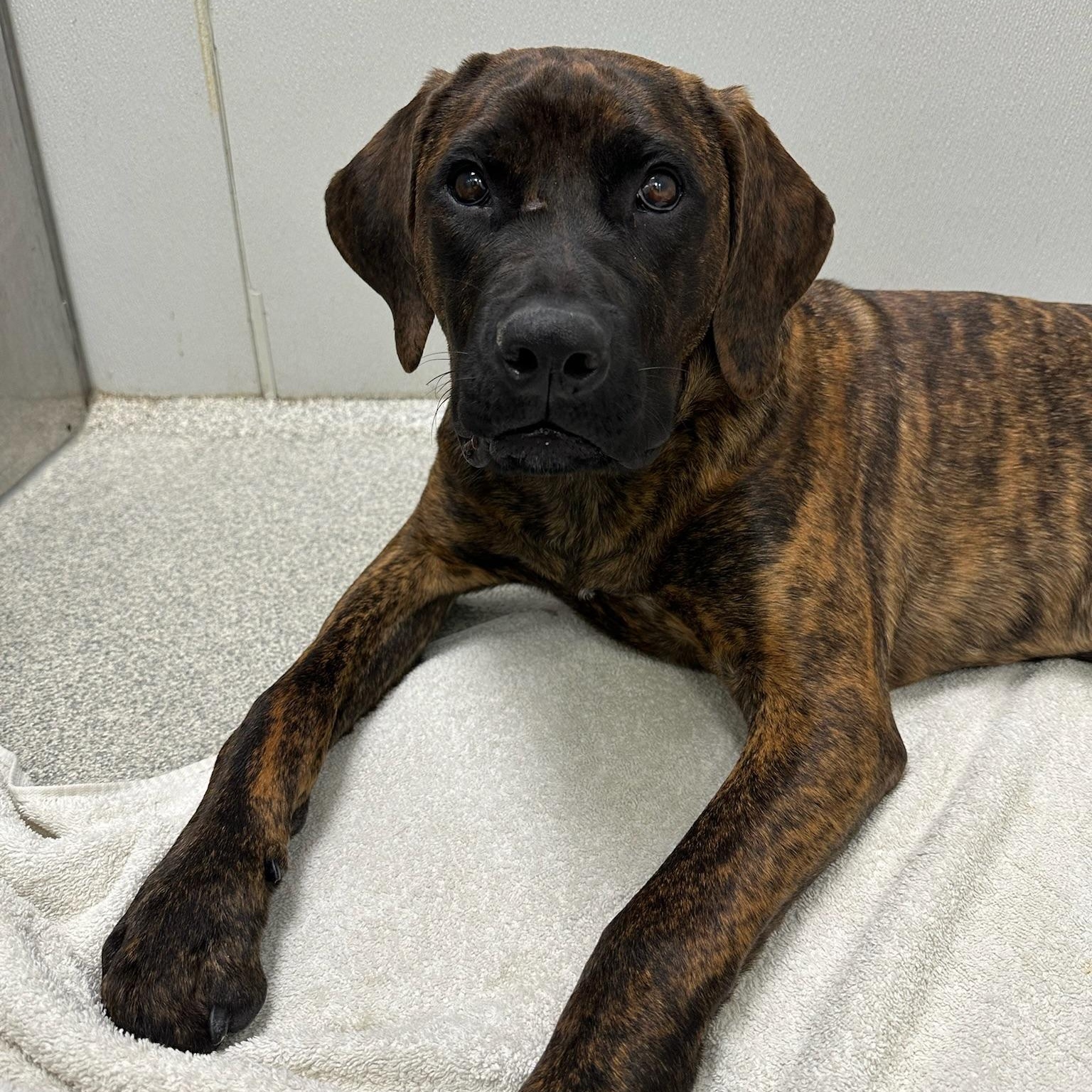 Enlarge Dandelion, an adoptable Cane Corso in New Orleans, LA image 5/6