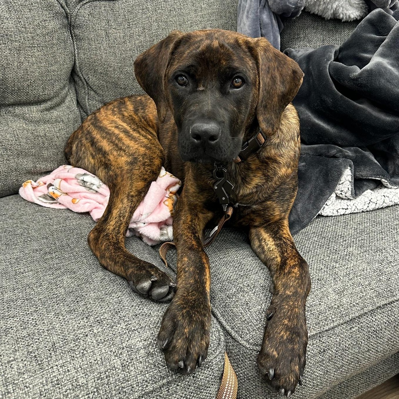 Dandelion, adoptable, Young Female Cane Corso.