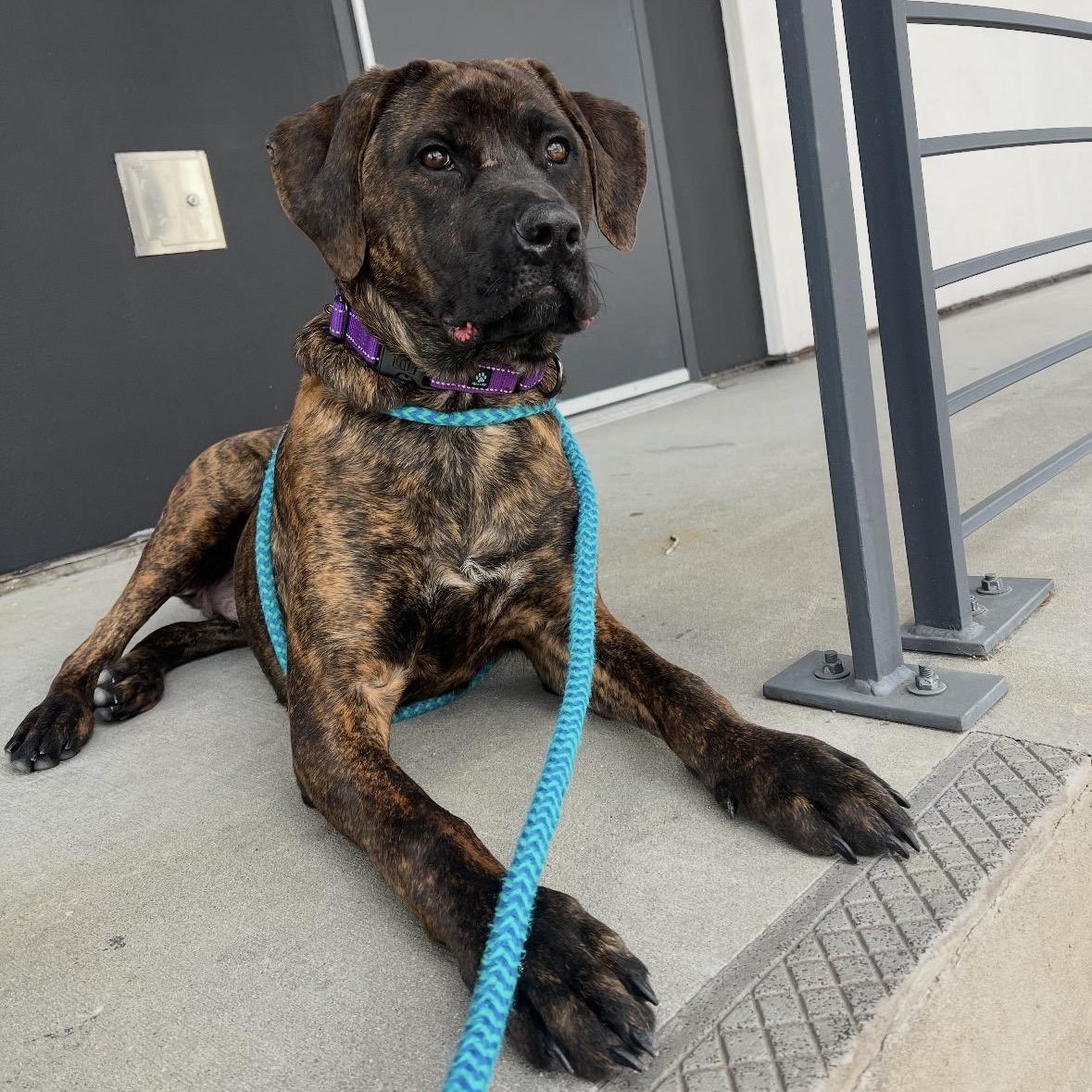 Enlarge Dandelion, an adoptable Cane Corso in New Orleans, LA image 4/6