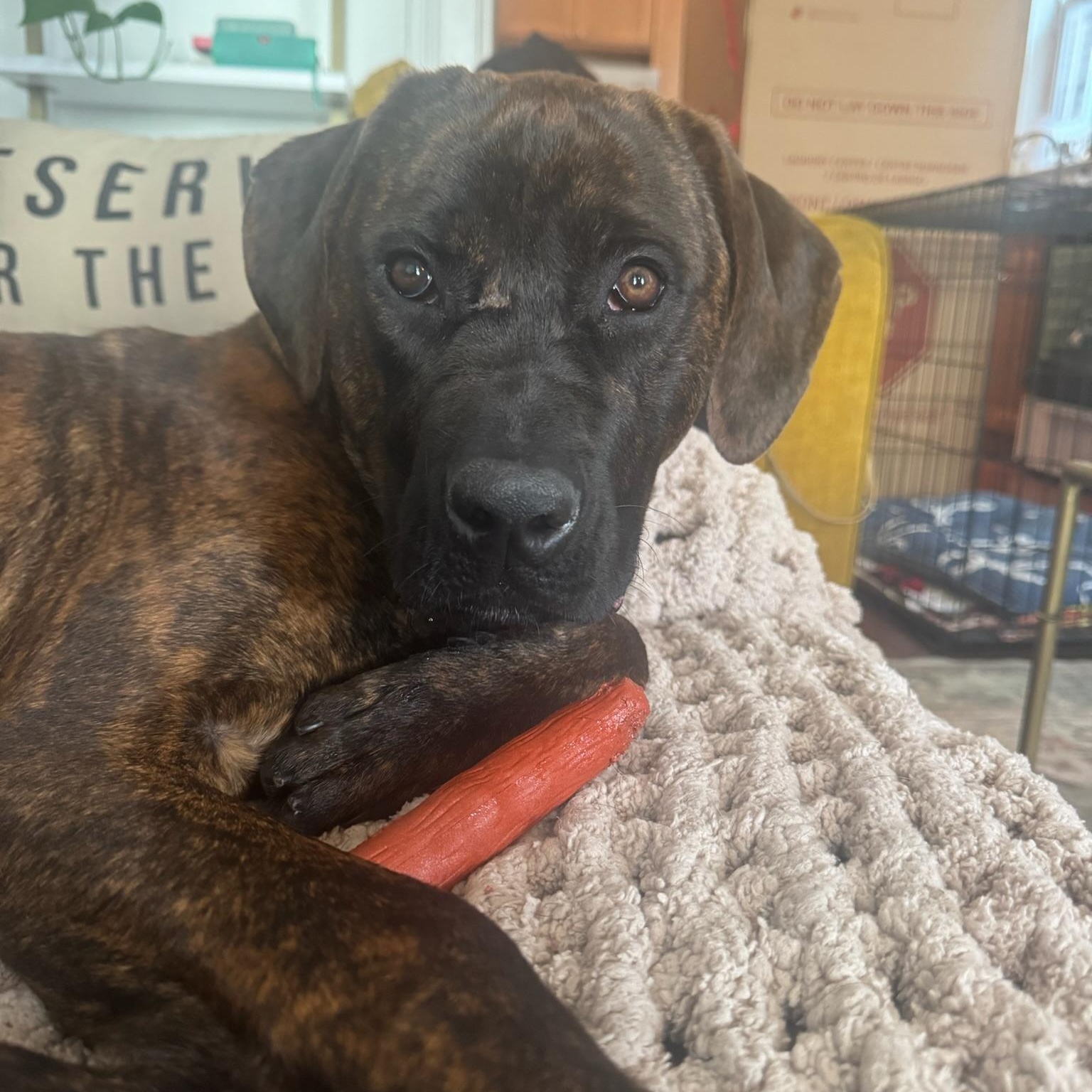 Enlarge Dandelion, an adoptable Cane Corso in New Orleans, LA image 6/6
