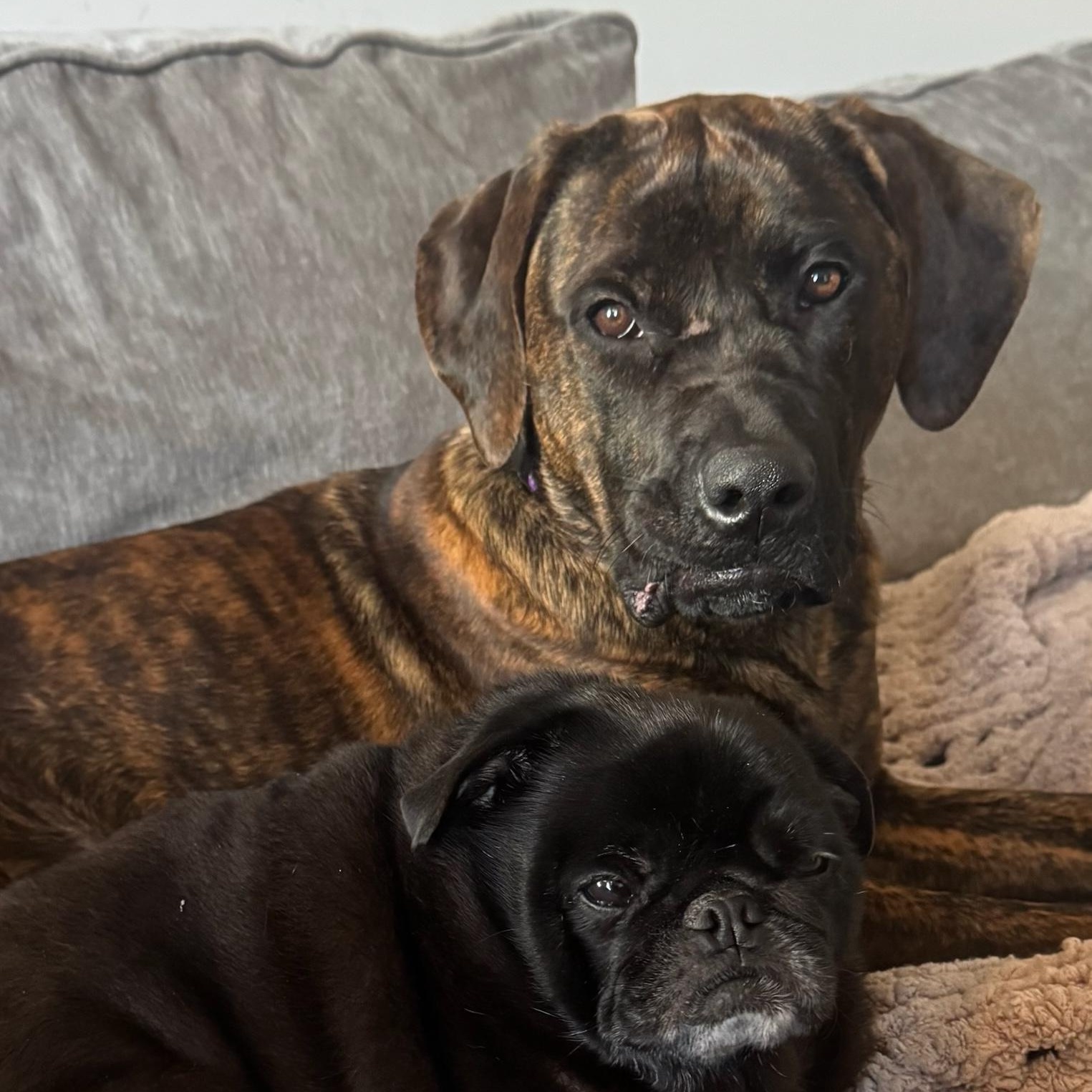 Enlarge Dandelion, an adoptable Cane Corso in New Orleans, LA image 2/6
