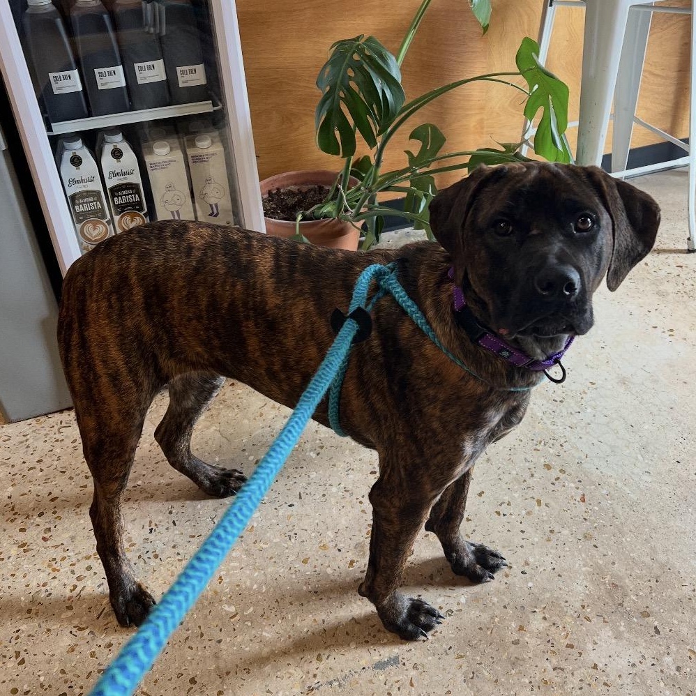 Enlarge Dandelion, an adoptable Cane Corso in New Orleans, LA image 3/6