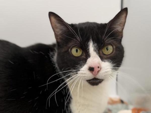 Zara, Adoptable, Adult Female Domestic Short Hair.