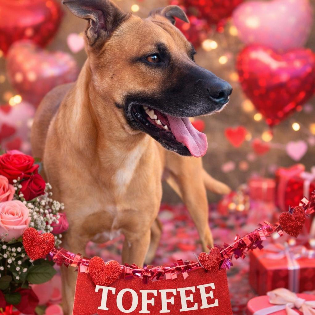 Enlarge Toffee, a Adoptable mixed breed in Scottsdale, AZ image 1/2