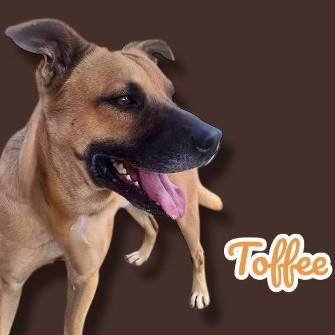Toffee, Adoptable, Adult Male German Shepherd Dog & Mixed Breed.