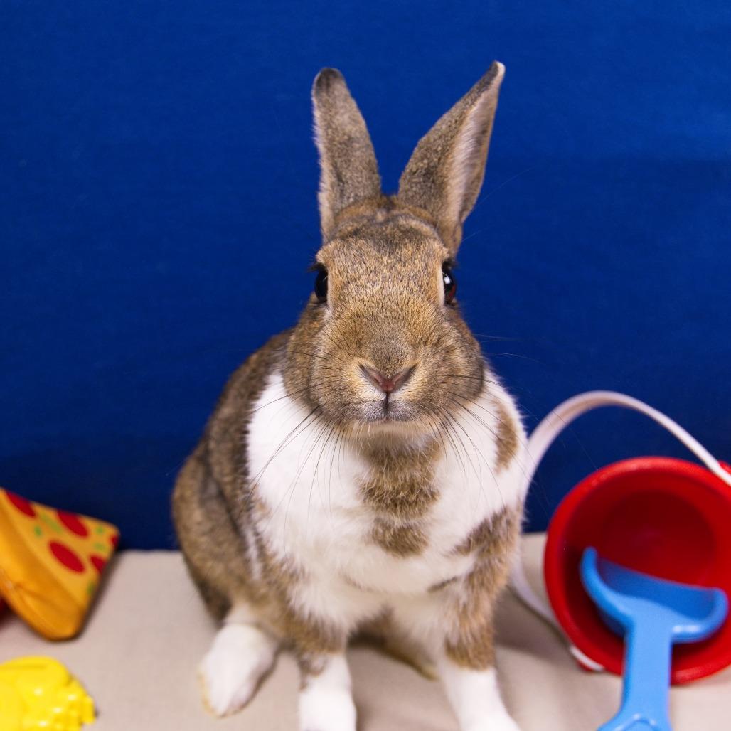 Enlarge Teddi Bearra, a Adoptable Dutch in Newport, PA image 1/6