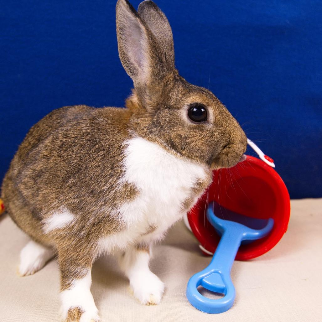 Enlarge Teddi Bearra, a Adoptable Dutch in Newport, PA image 2/6