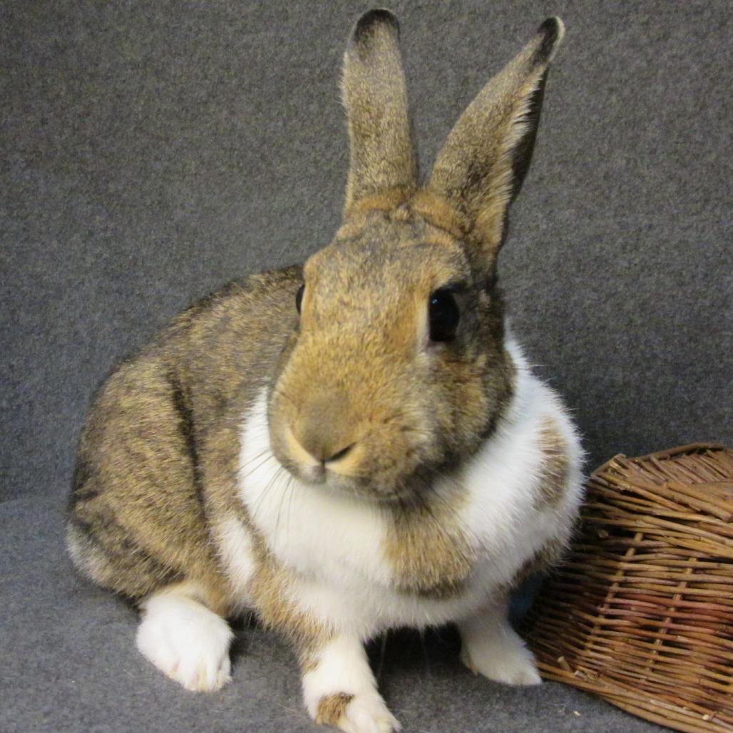 Enlarge Teddi Bearra, a Adoptable Dutch in Newport, PA image 3/6