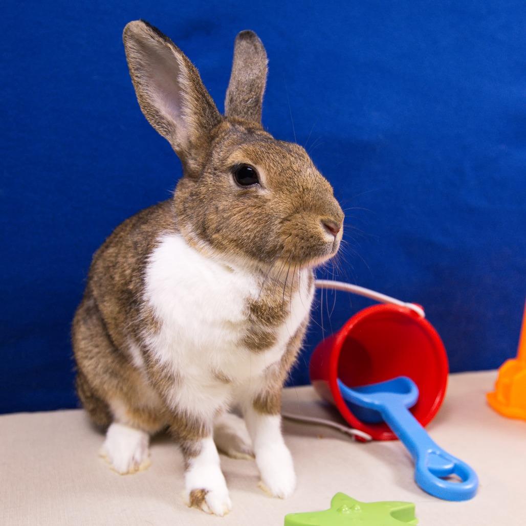 Enlarge Teddi Bearra, a Adoptable Dutch in Newport, PA image 4/6