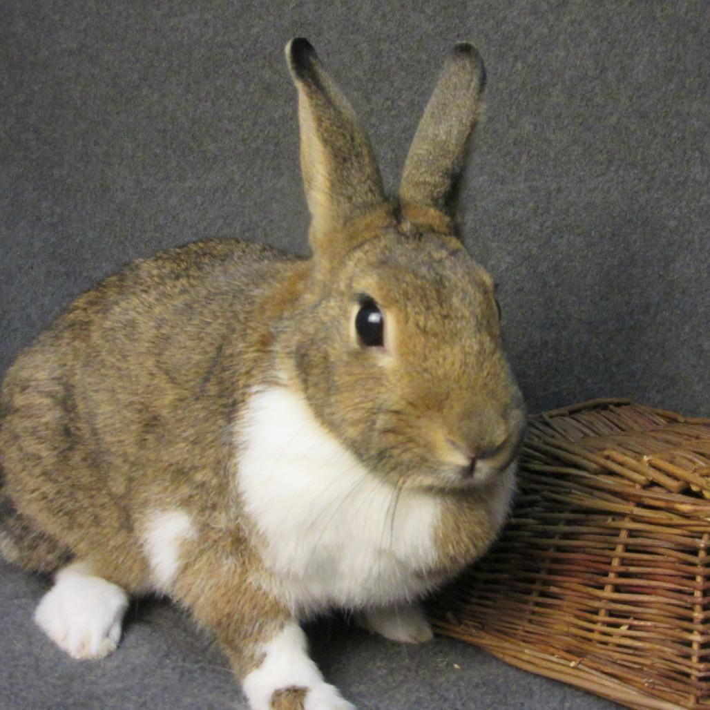 Enlarge Teddi Bearra, a Adoptable Dutch in Newport, PA image 5/6