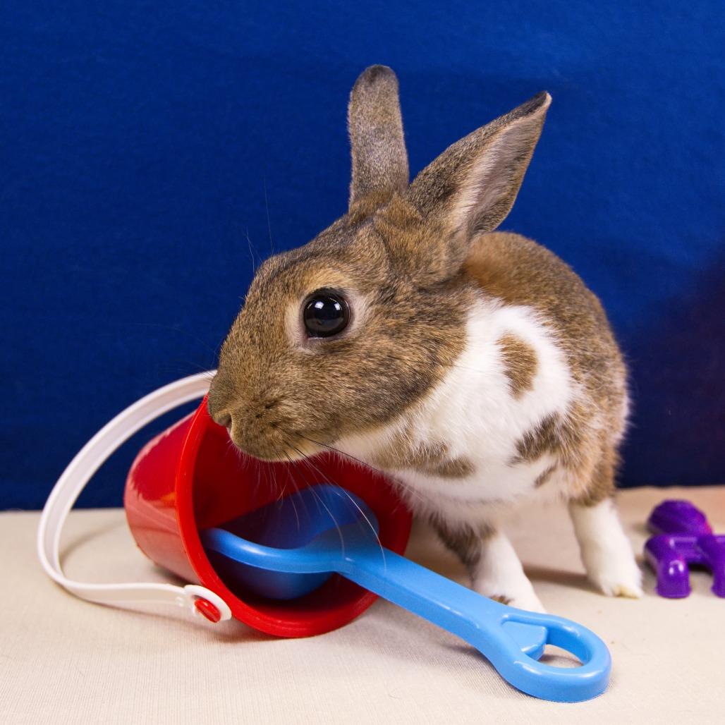 Enlarge Teddi Bearra, a Adoptable Dutch in Newport, PA image 6/6