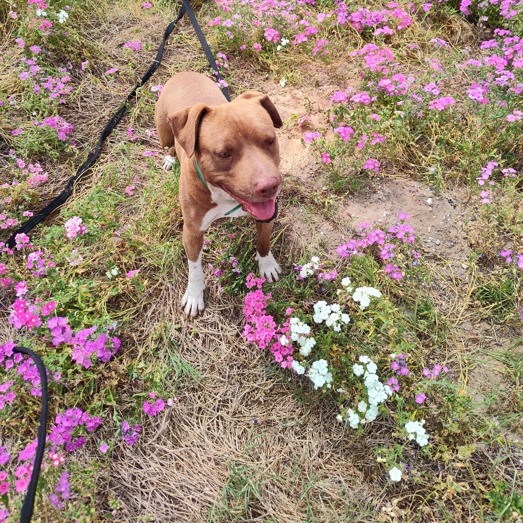 Rolo, Adoptable, Adult Male Mixed Breed.